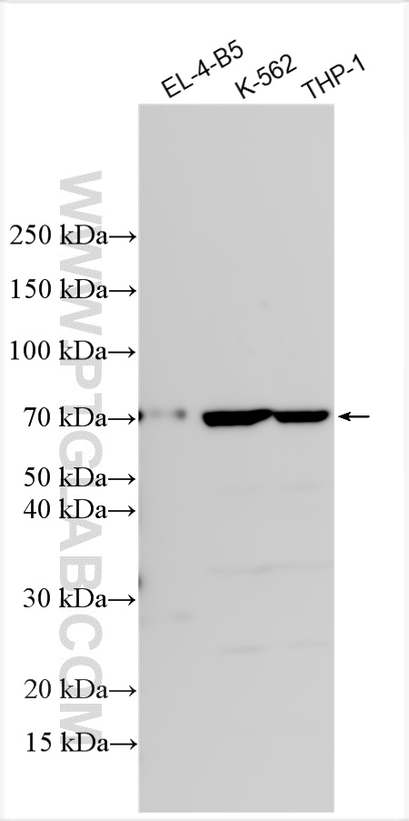 Western Blot (WB) analysis of various lysates using CD33 Polyclonal antibody (17425-1-AP)