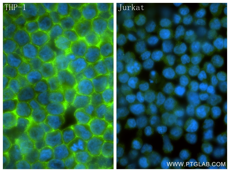 Immunofluorescence (IF) / fluorescent staining of THP-1 cells using CD33 Recombinant monoclonal antibody (84341-3-RR)