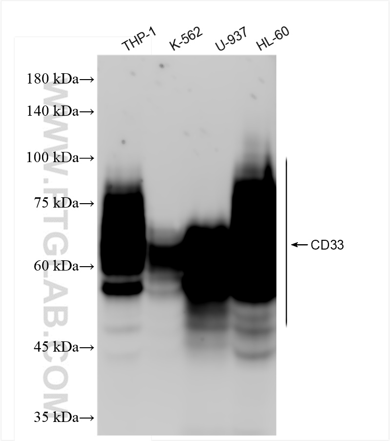 CD33