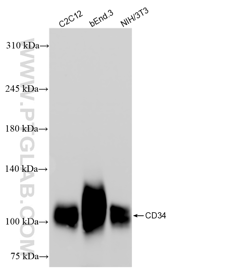 Western Blot (WB) analysis of various lysates using CD34 Recombinant antibody (83713-2-RR)