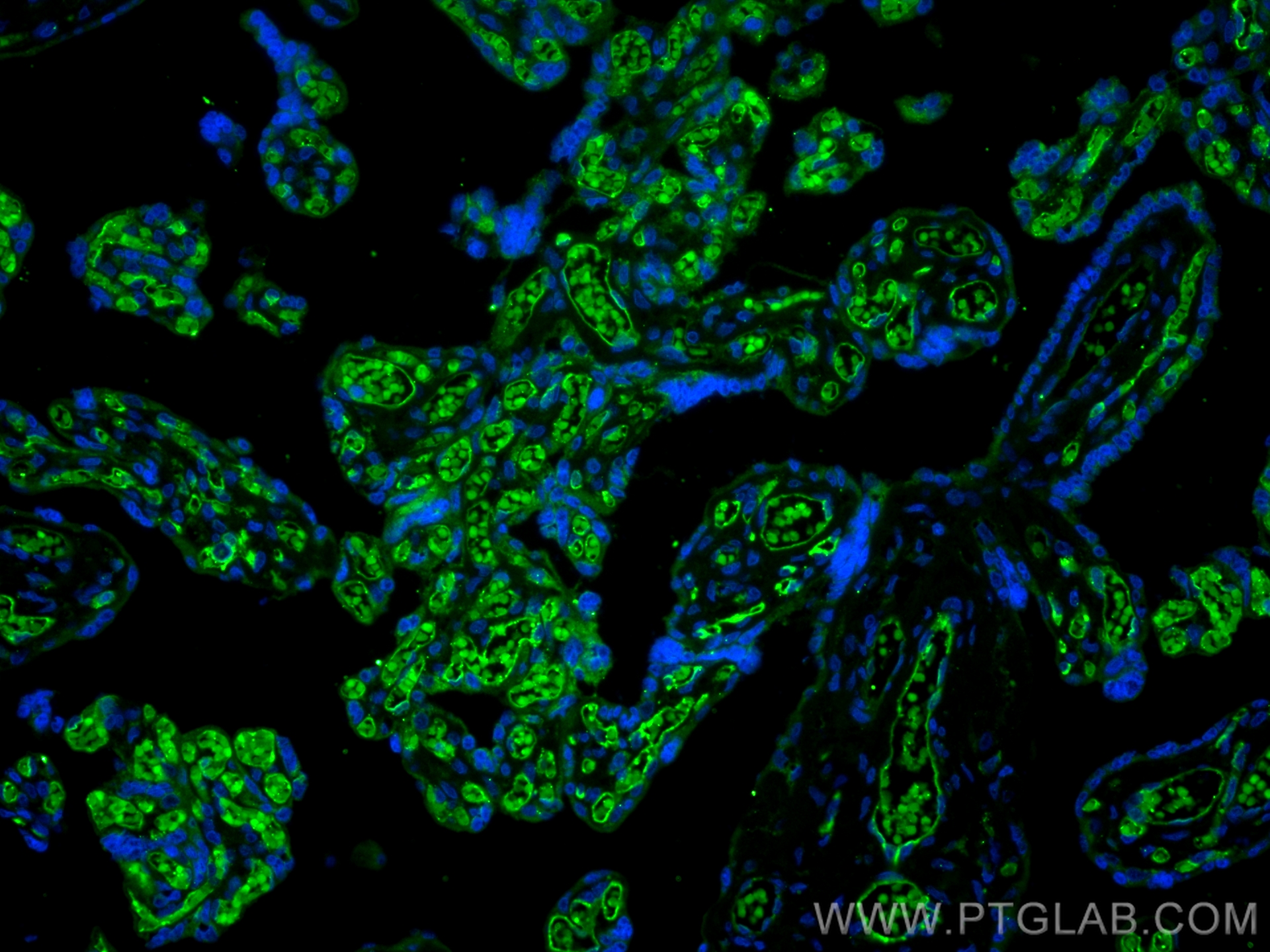 Immunofluorescence (IF) / fluorescent staining of human placenta tissue using CoraLite® Plus 488-conjugated CD34 Monoclonal anti (CL488-60180)