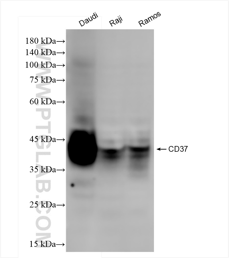 Western Blot (WB) analysis of various lysates using CD37 Recombinant antibody (84509-2-RR)