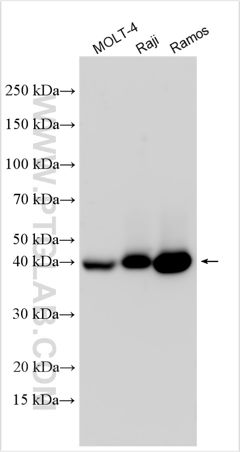 CD38