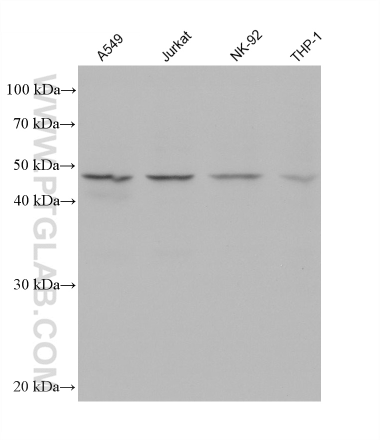 Western Blot (WB) analysis of various lysates using CD38 Monoclonal antibody (60006-1-Ig)
