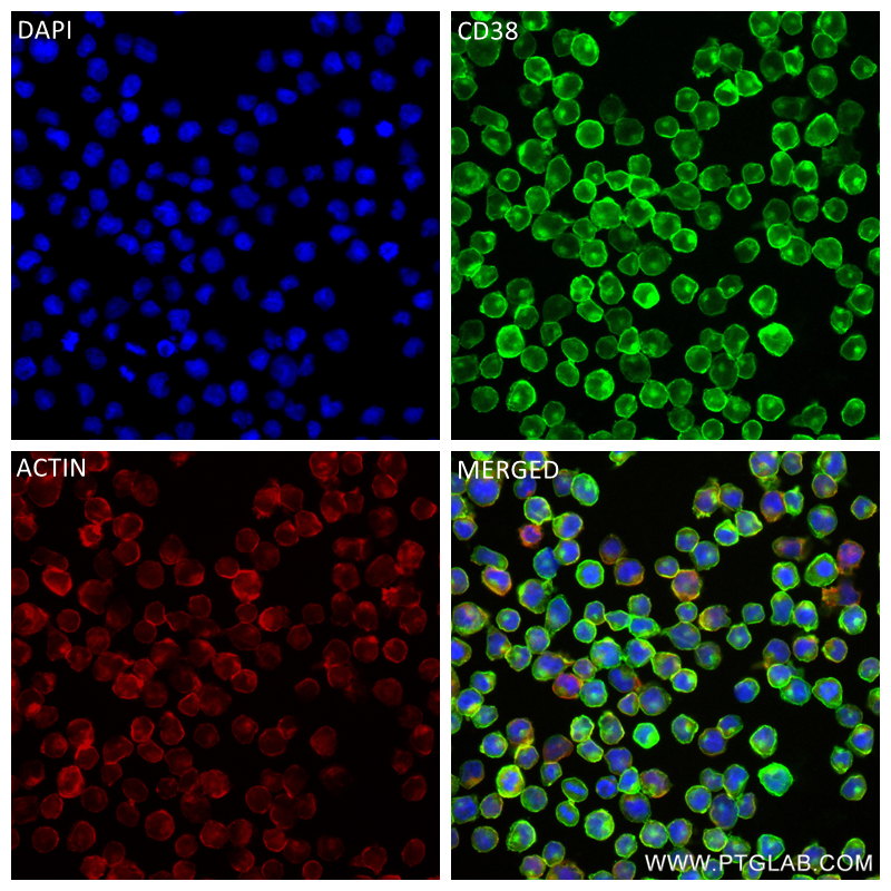 Immunofluorescence (IF) / fluorescent staining of Raji cells using CD38 Recombinant antibody (84070-1-RR)