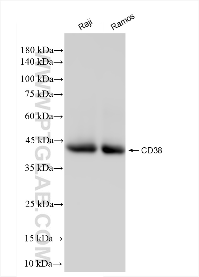 Western Blot (WB) analysis of various lysates using CD38 Recombinant antibody (84070-2-RR)