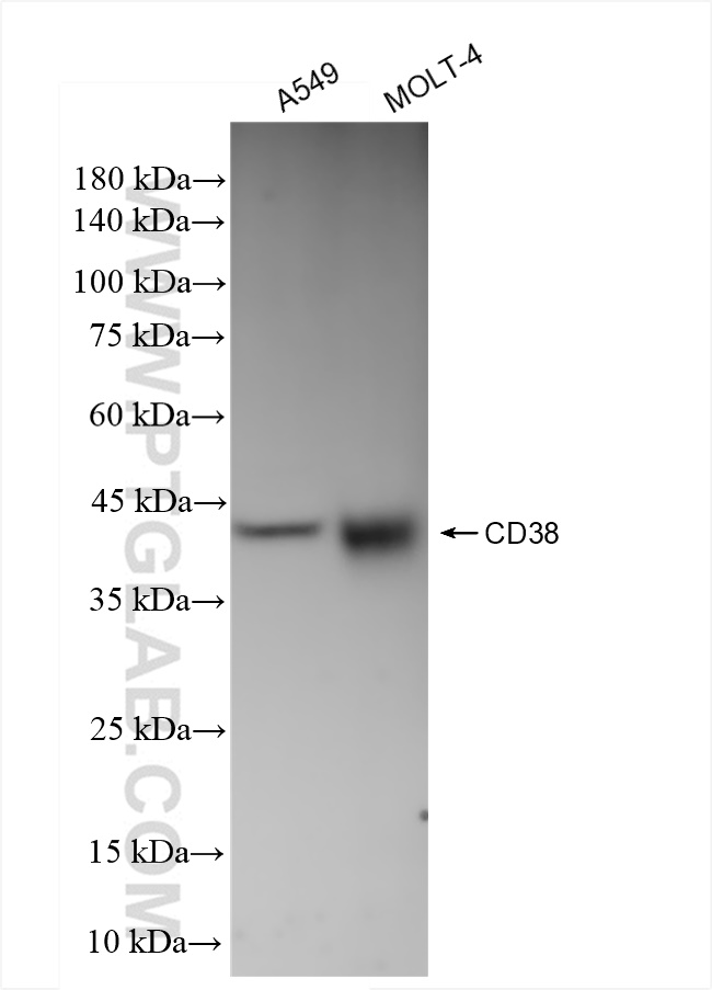 Western Blot (WB) analysis of various lysates using CD38 Recombinant antibody (84070-2-RR)