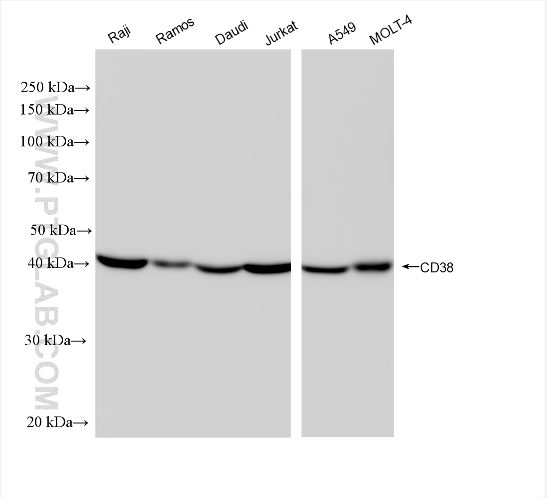 CD38