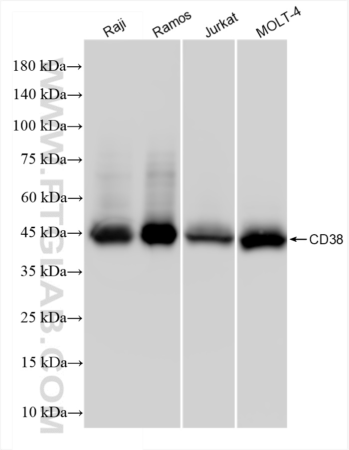 CD38