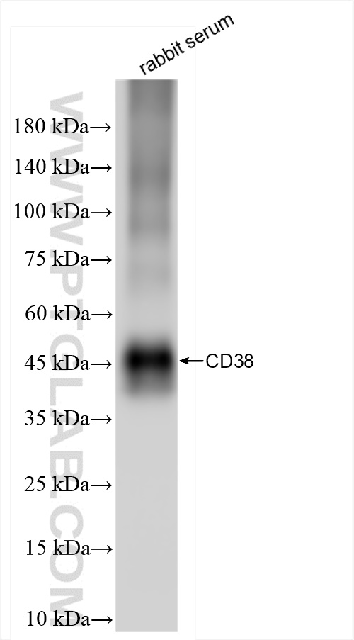 Western Blot (WB) analysis of rabbit serum using CD38 Recombinant antibody (84689-1-MR)