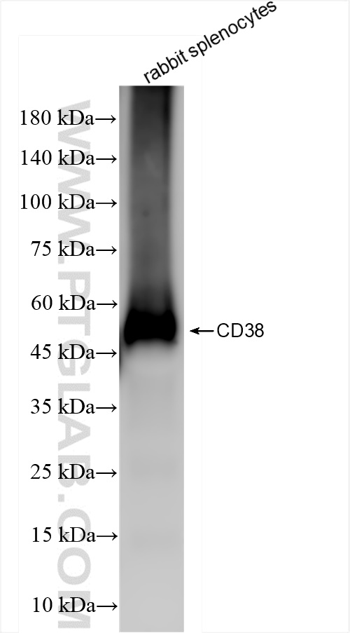 Western Blot (WB) analysis of rabbit splenocytes cells using CD38 Recombinant antibody (84689-1-MR)