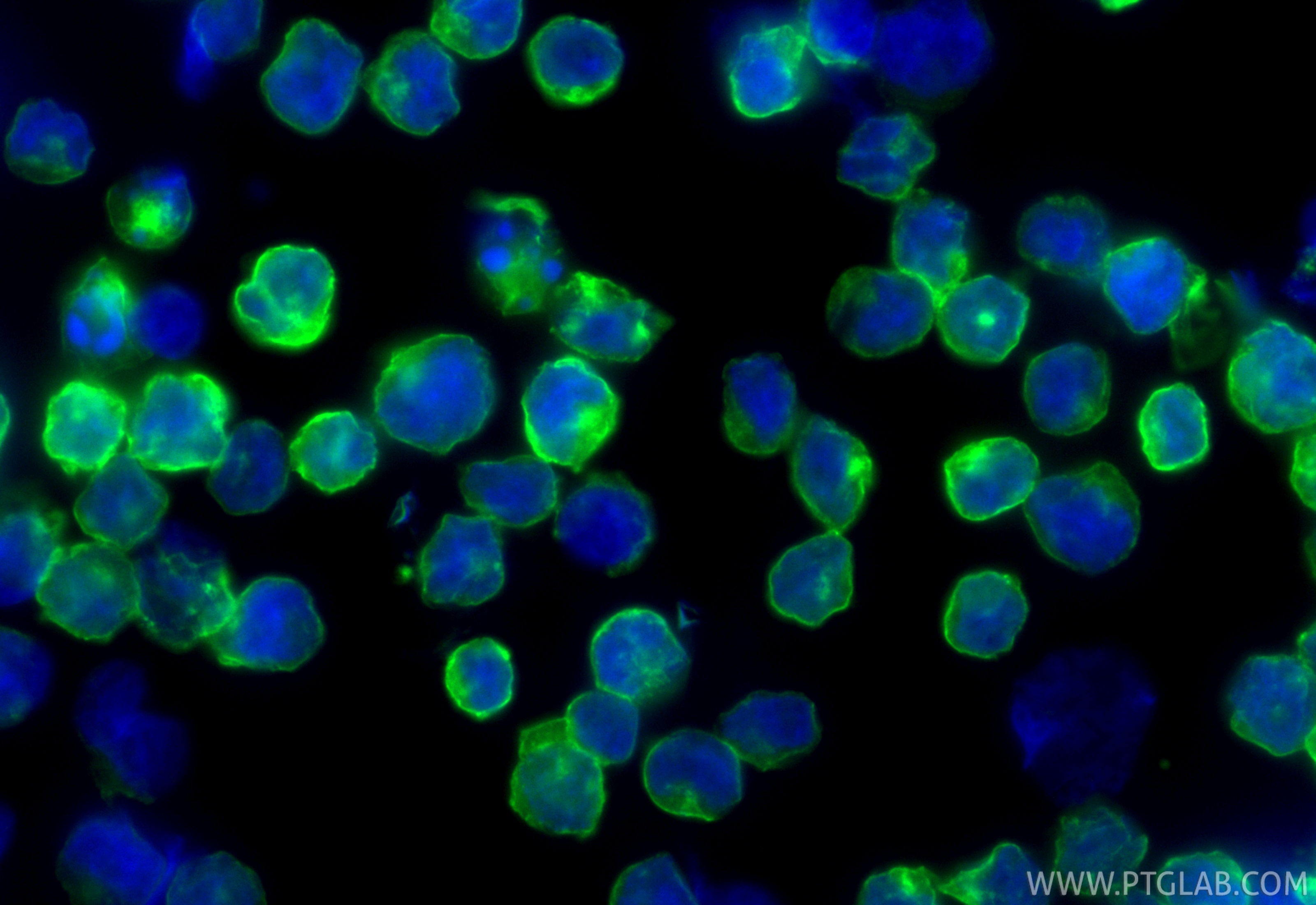 Immunofluorescence (IF) / fluorescent staining of Raji cells using CoraLite® Plus 488-conjugated CD38 Recombinant mon (CL488-84070-6)