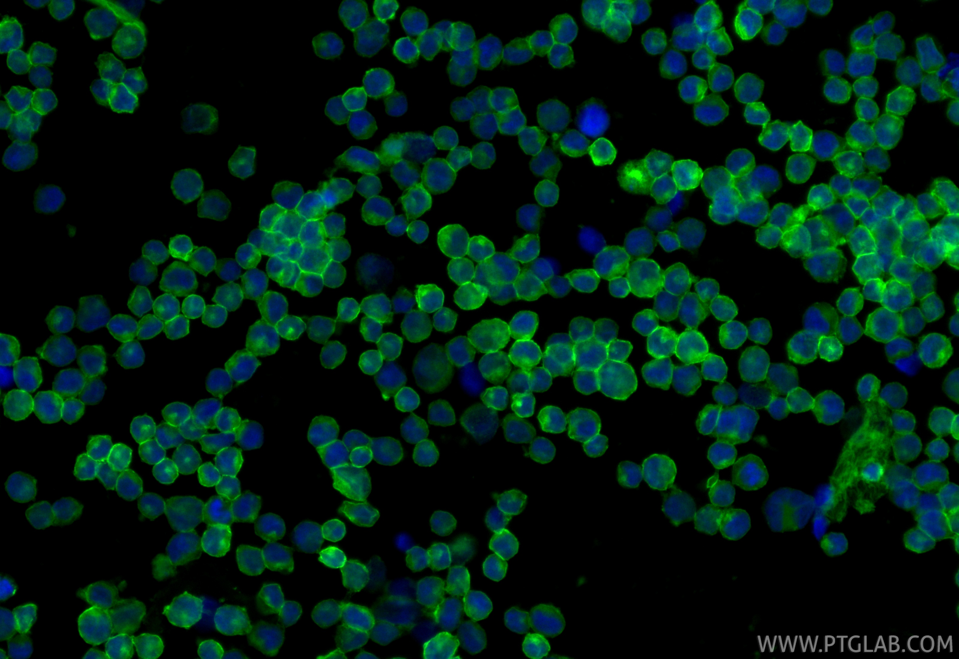 Immunofluorescence (IF) / fluorescent staining of Raji cells using CoraLite® Plus 488-conjugated CD38 Recombinant mon (CL488-84070)
