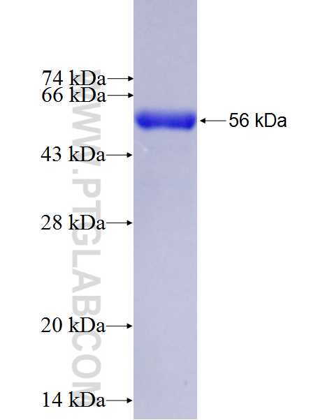 CD3E fusion protein Ag27256 SDS-PAGE