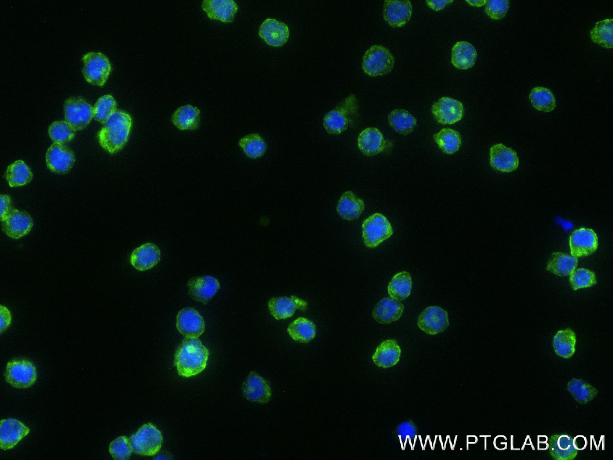 Immunofluorescence (IF) / fluorescent staining of THP-1 cells using CD4 Recombinant antibody (83513-7-RR)