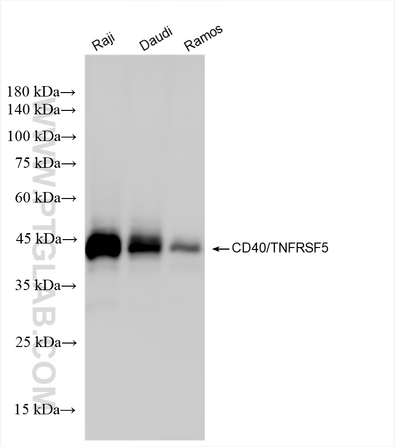 CD40