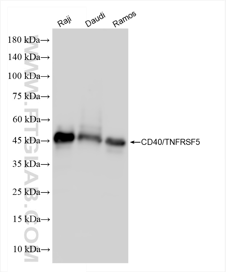 Western Blot (WB) analysis of various lysates using CD40 Recombinant antibody (84406-2-RR)