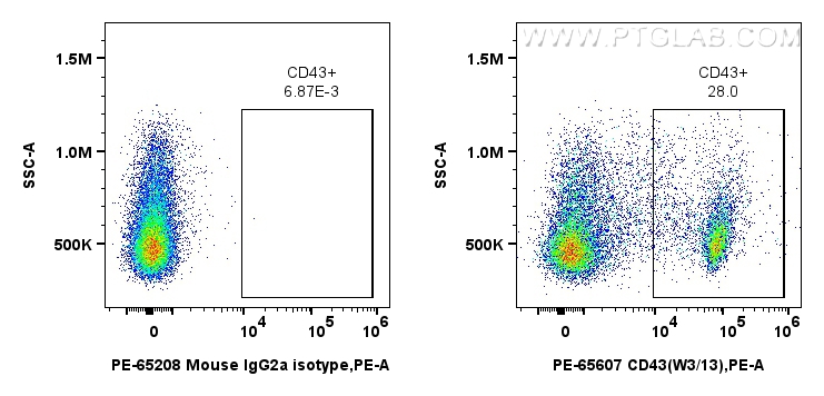 Flow cytometry (FC) experiment of rat splenocytes cells using PE Anti-Rat CD43 (W3/13) Mouse IgG2a Recombinant A (PE-65607)