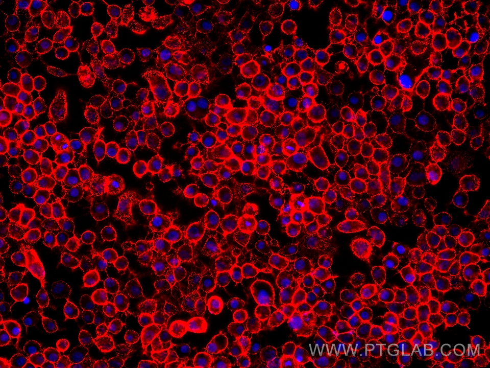 Immunofluorescence (IF) / fluorescent staining of A431 cells using CD44 Monoclonal antibody (60224-1-Ig)