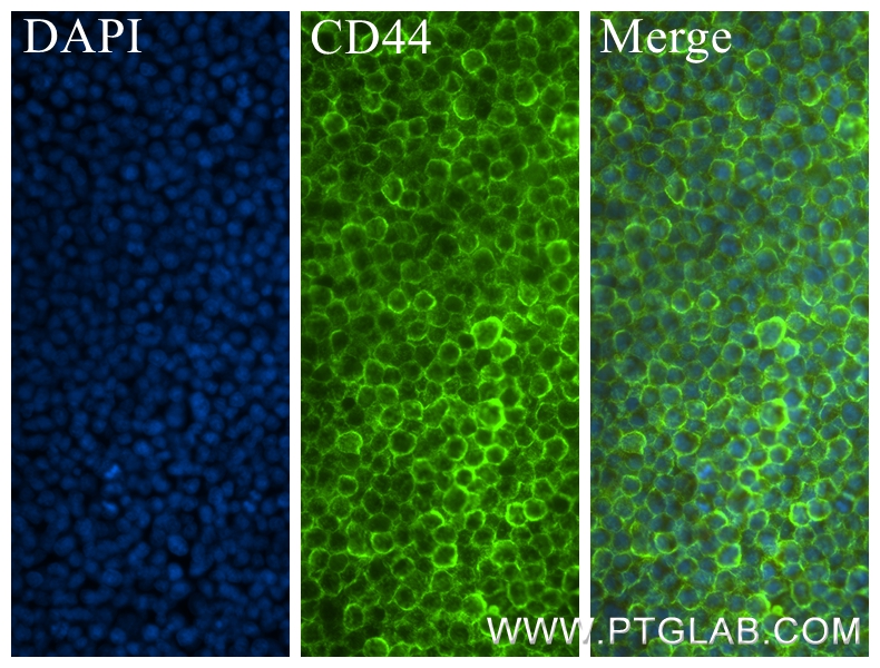 Immunofluorescence (IF) / fluorescent staining of NR8383 cells using CD44 Recombinant antibody (84369-5-RR)