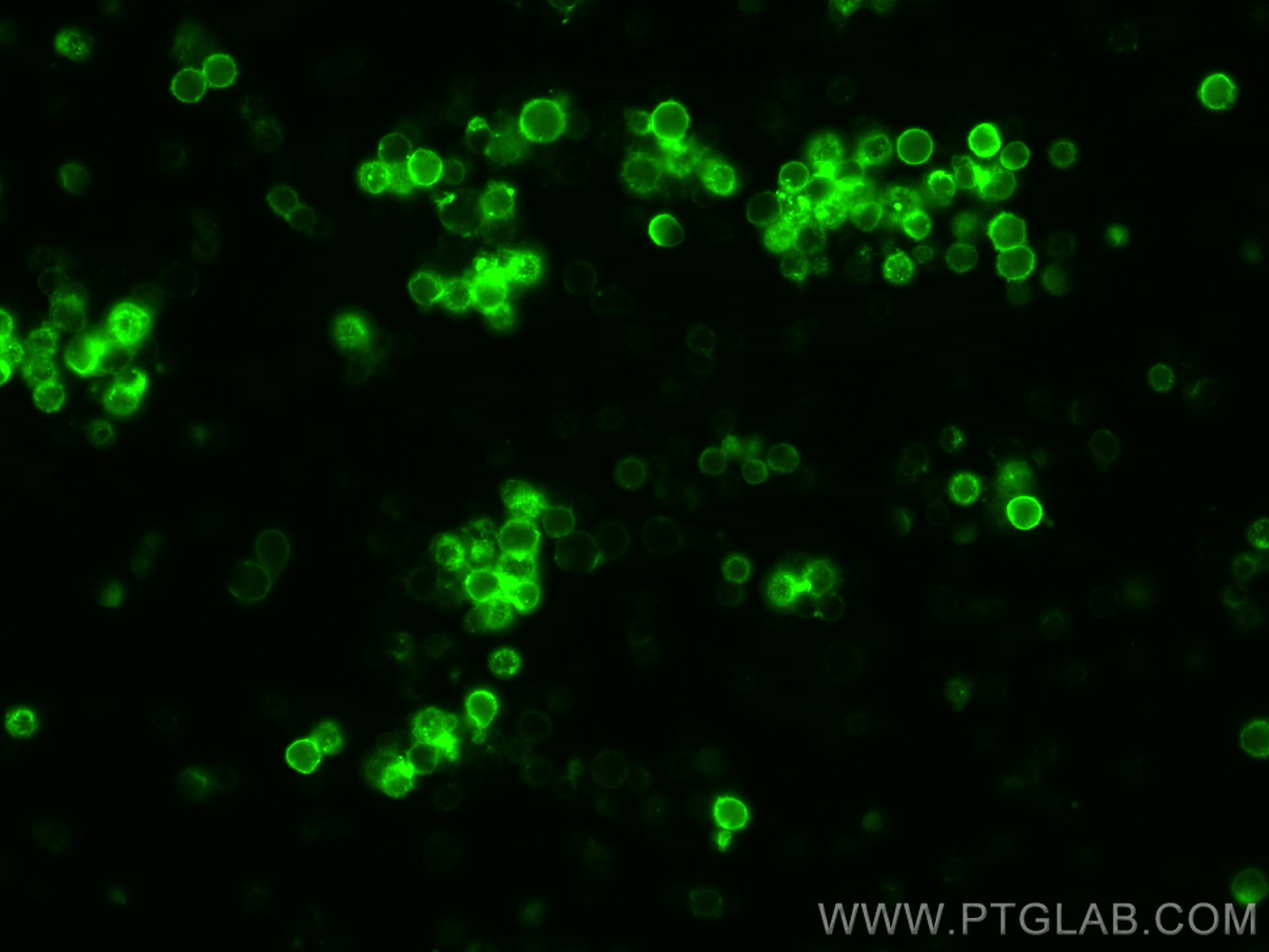 Immunofluorescence (IF) / fluorescent staining of mouse splenocytes using CoraLite® Plus 488 Anti-Mouse CD44 (IM7) (CL488-65117)