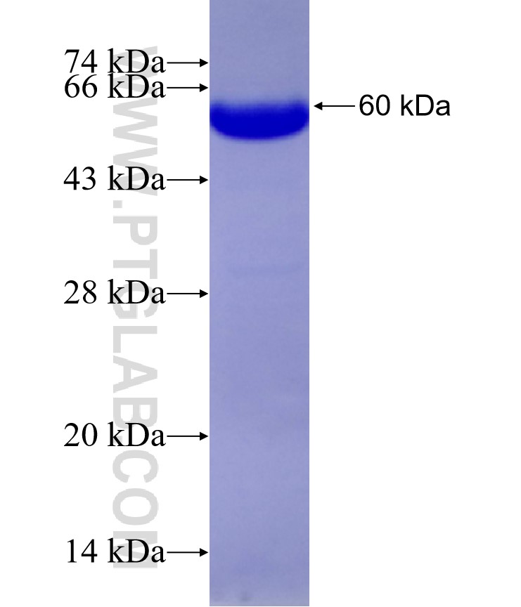 CD44 fusion protein Ag29224 SDS-PAGE