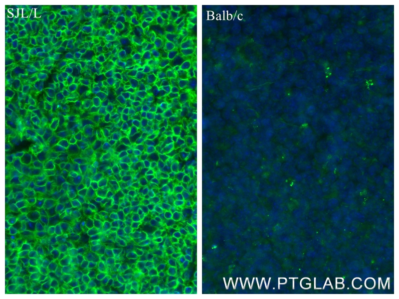 Immunofluorescence (IF) / fluorescent staining of mouse spleen tissue using CD45.1 Recombinant antibody (84325-2-RR)