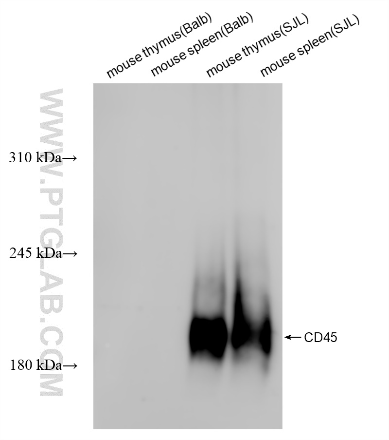 Western Blot (WB) analysis of various lysates using CD45.1 Recombinant antibody (84325-2-RR)