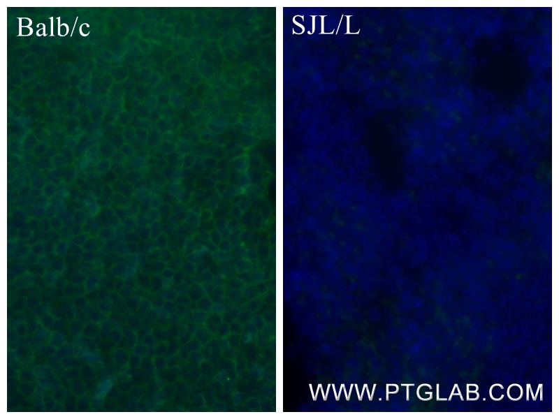 Immunofluorescence (IF) / fluorescent staining of mouse spleen tissue using CD45.2 Recombinant antibody (84637-1-RR)