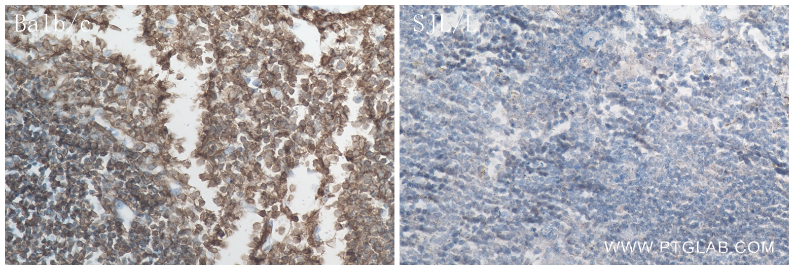 Immunohistochemistry (IHC) staining of mouse spleen tissue using CD45.2 Recombinant antibody (84637-1-RR)