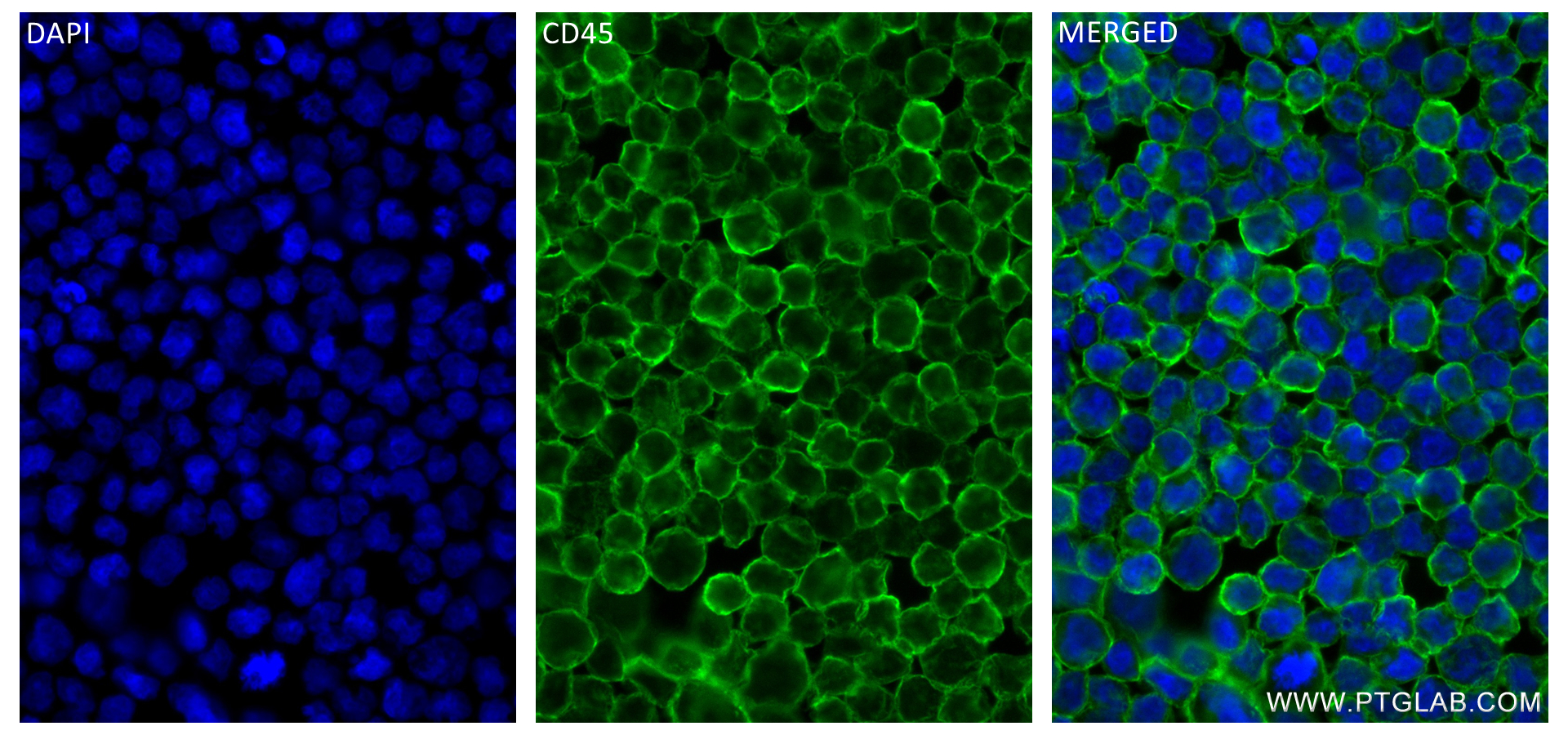 CD45 antibody (84405-6-RR) | Proteintech