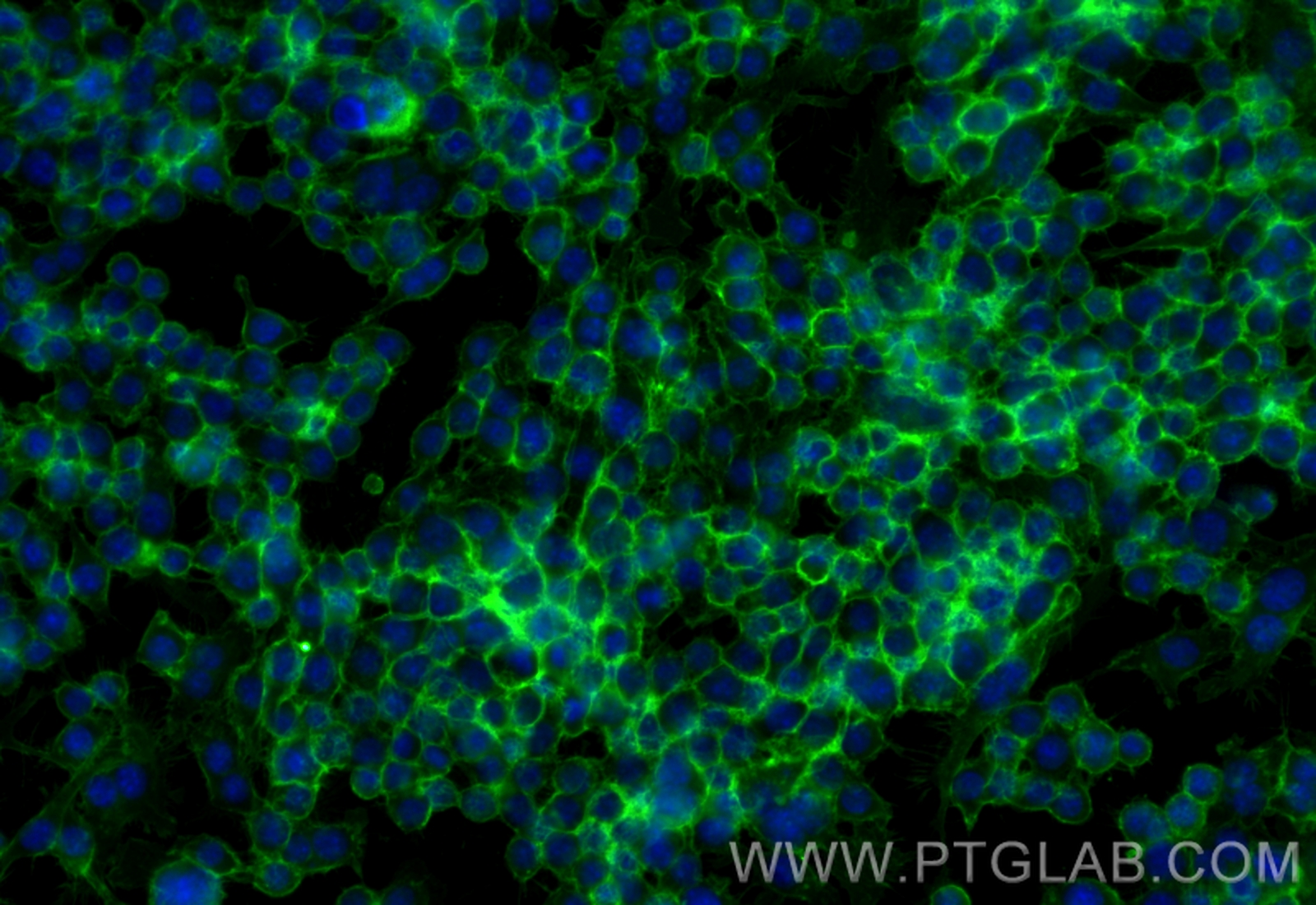 Immunofluorescence (IF) / fluorescent staining of RAW 264.7 cells using CoraLite® Plus 488-conjugated CD45 Recombinant ant (CL488-83396-5)