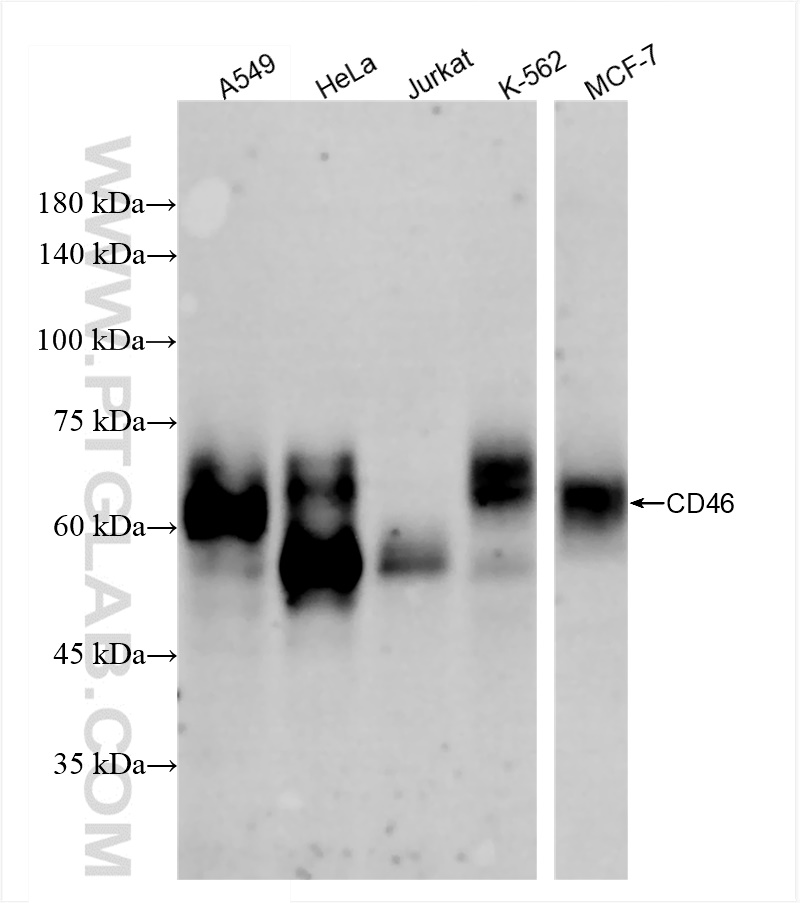 Western Blot (WB) analysis of various lysates using CD46 Recombinant antibody (84599-5-RR)