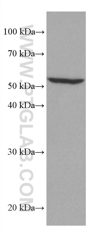 Western Blot (WB) analysis of K-562 cells using CD47 Monoclonal antibody (66304-1-Ig)