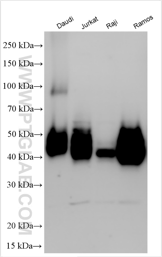 Western Blot (WB) analysis of various lysates using CD48 Polyclonal antibody (31945-1-AP)