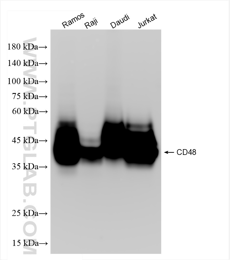 Western Blot (WB) analysis of various lysates using CD48 Recombinant antibody (84186-5-RR)