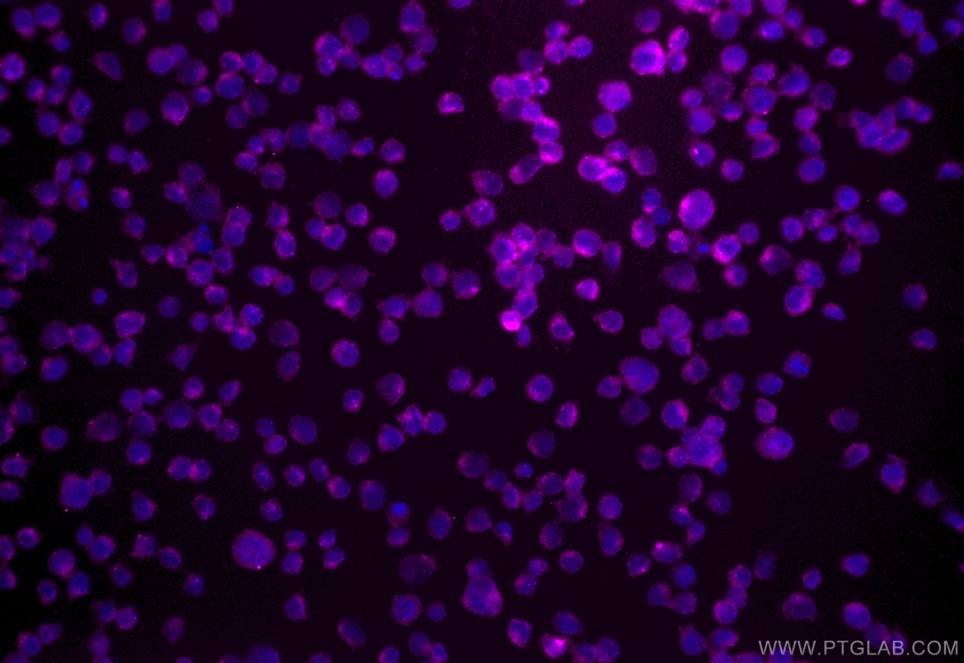 Immunofluorescence (IF) / fluorescent staining of Jurkat cells using CoraLite® Plus 647-conjugated CD53 Recombinant ant (CL647-84837)