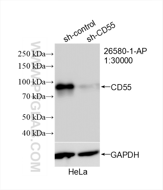 Western Blot (WB) analysis of HeLa cells using CD55 Polyclonal antibody (26580-1-AP)
