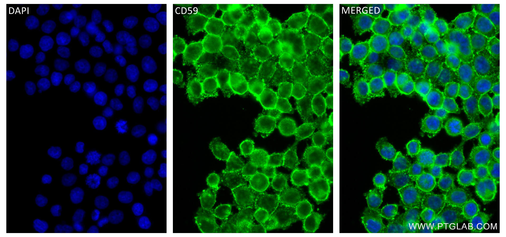 Immunofluorescence (IF) / fluorescent staining of BxPC-3 cells using CD59 Recombinant antibody (84447-1-RR)