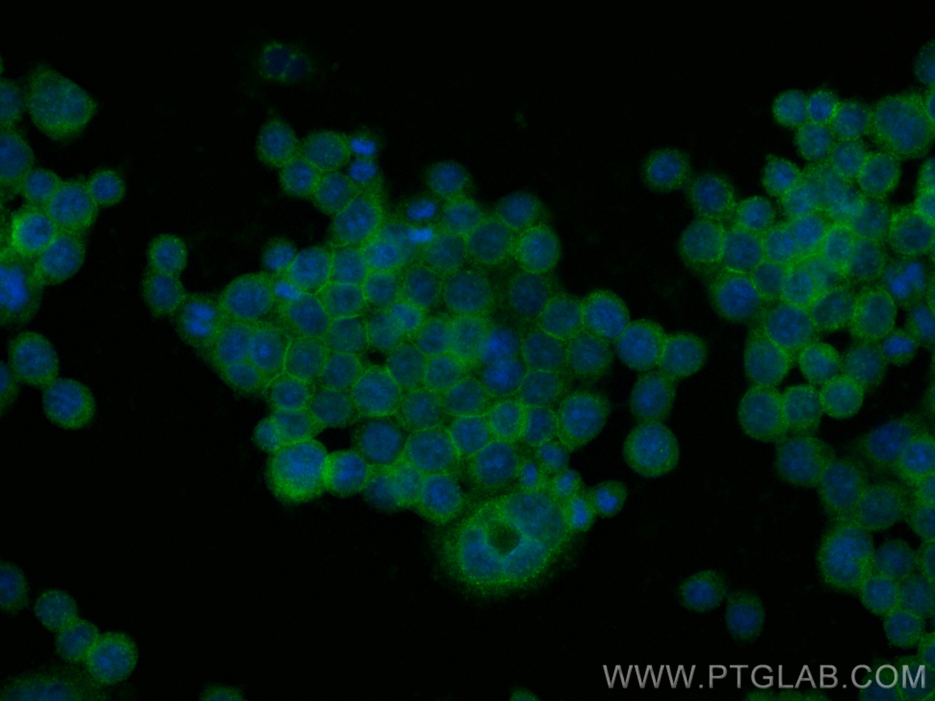 Immunofluorescence (IF) / fluorescent staining of BxPC-3 cells using CoraLite® Plus 488-conjugated CD59 Monoclonal anti (CL488-68222)