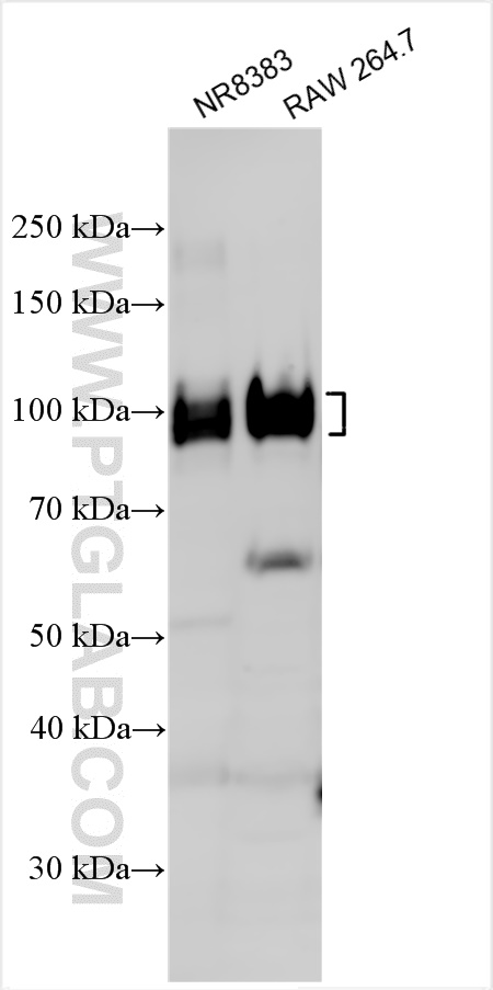 Western Blot (WB) analysis of various lysates using CD68 Polyclonal antibody (30929-1-AP)