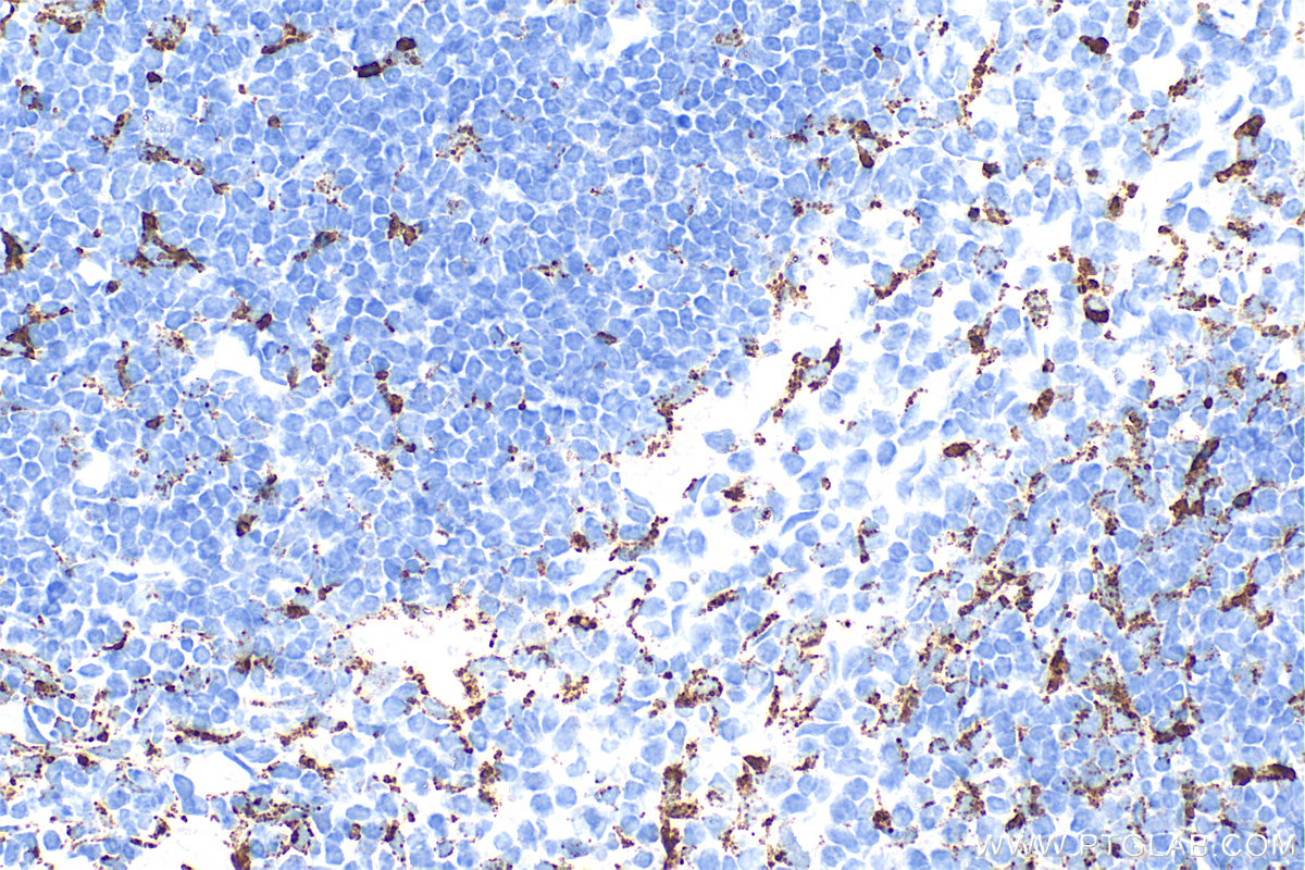 Immunohistochemistry (IHC) staining of mouse spleen tissue using CD68 Recombinant antibody (83014-5-RR)