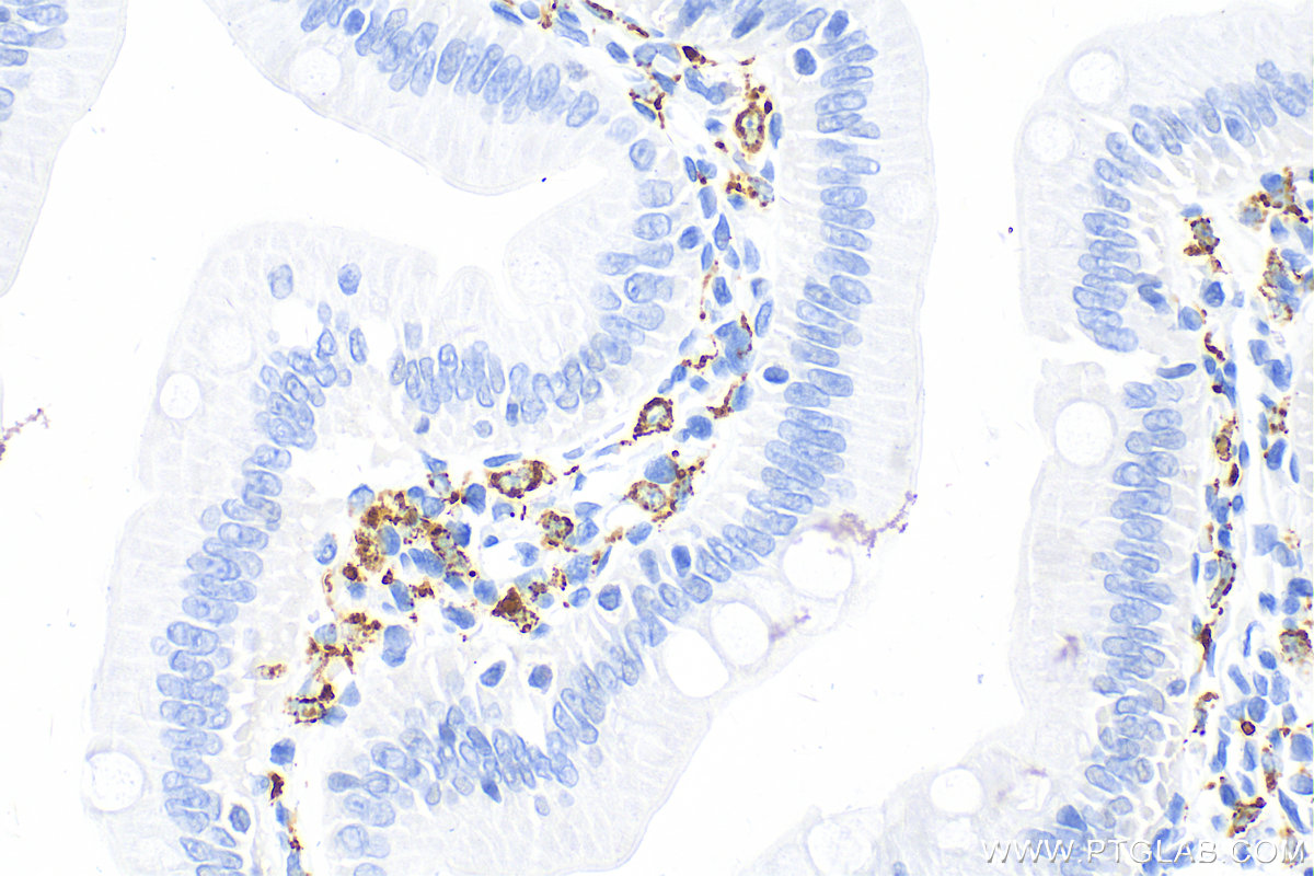 Immunohistochemistry (IHC) staining of rat small intestine tissue using CD68 Recombinant antibody (83014-5-RR)