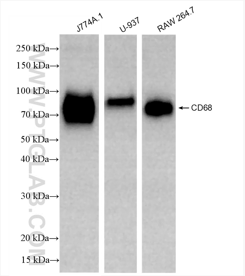 Western Blot (WB) analysis of various lysates using CD68 Recombinant antibody (84596-4-RR)