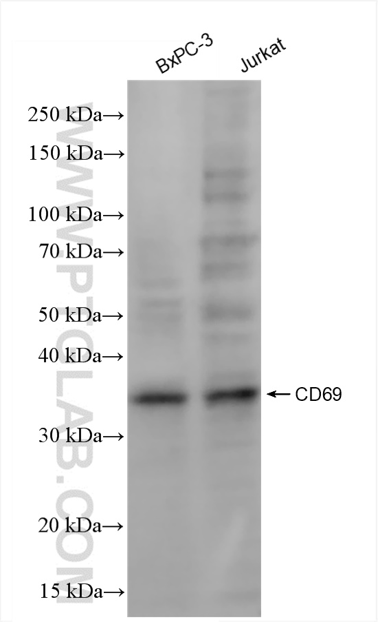 Western Blot (WB) analysis of various lysates using CD69 Recombinant antibody (84258-7-RR)