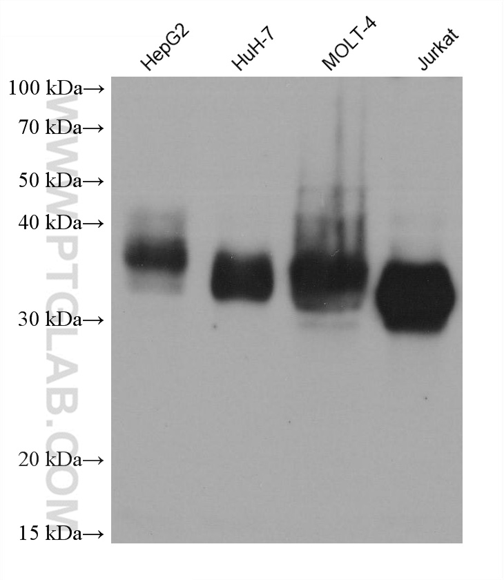 Western Blot (WB) analysis of various lysates using CD7 Monoclonal antibody (60209-2-Ig)