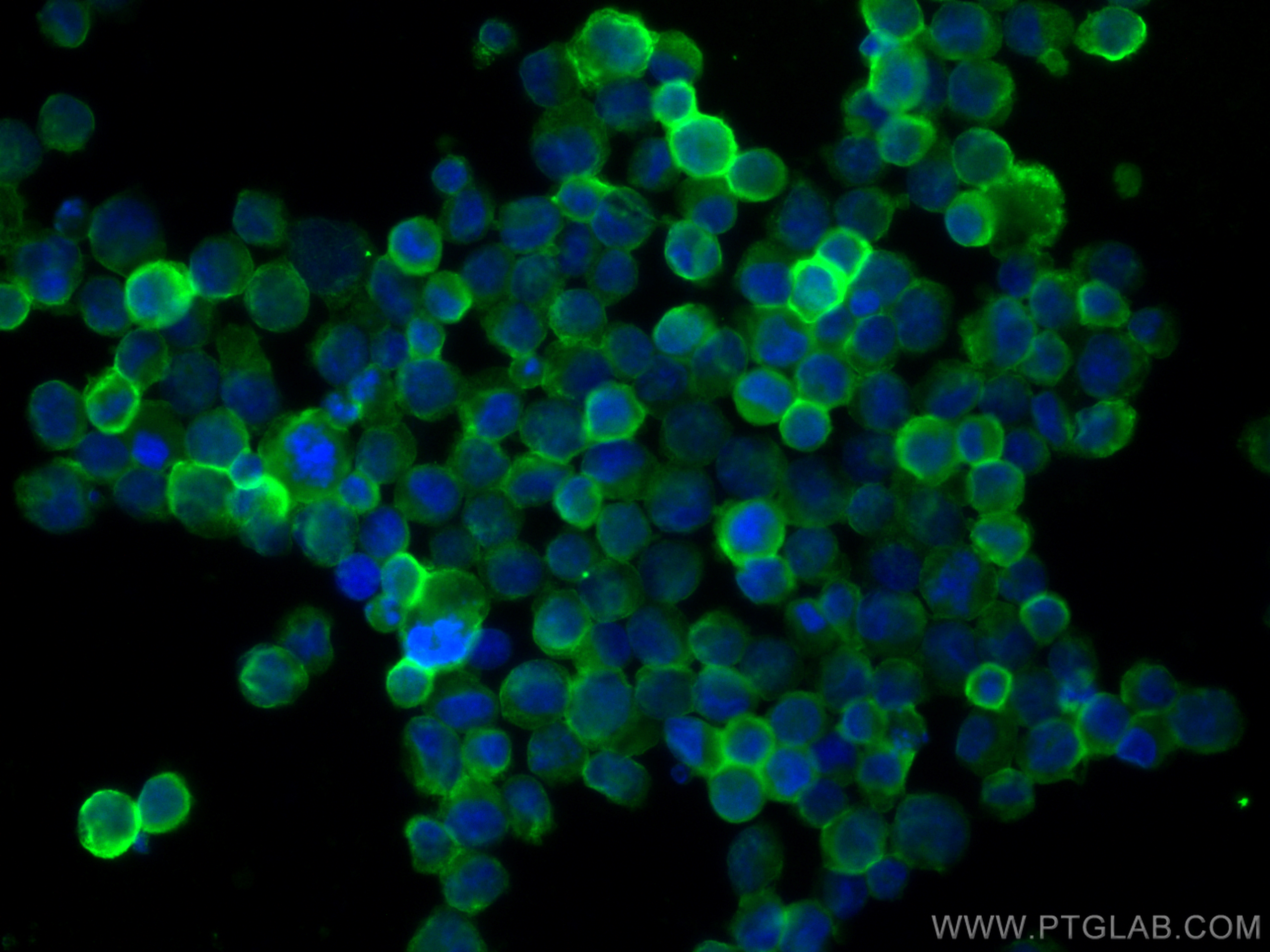 Immunofluorescence (IF) / fluorescent staining of K-562 cells using CD71 Monoclonal antibody (66180-1-Ig)