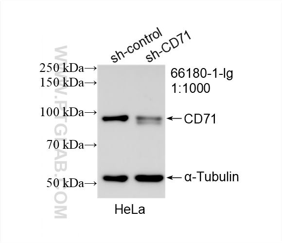 Western Blot (WB) analysis of HeLa cells using CD71 Monoclonal antibody (66180-1-Ig)