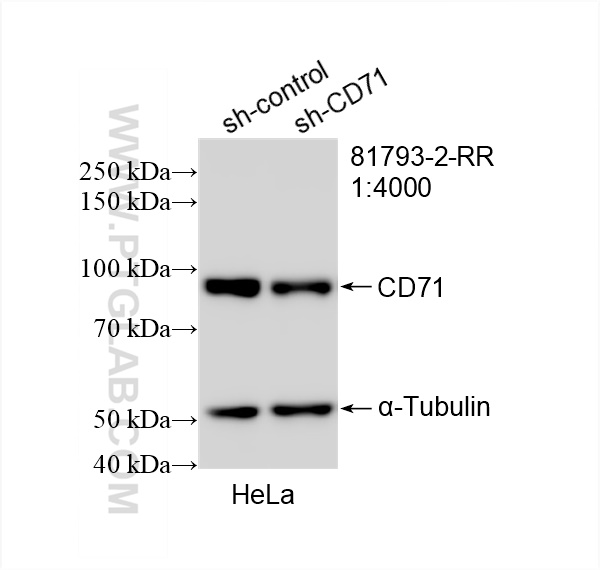 Western Blot (WB) analysis of HeLa cells using CD71 Recombinant antibody (81793-2-RR)