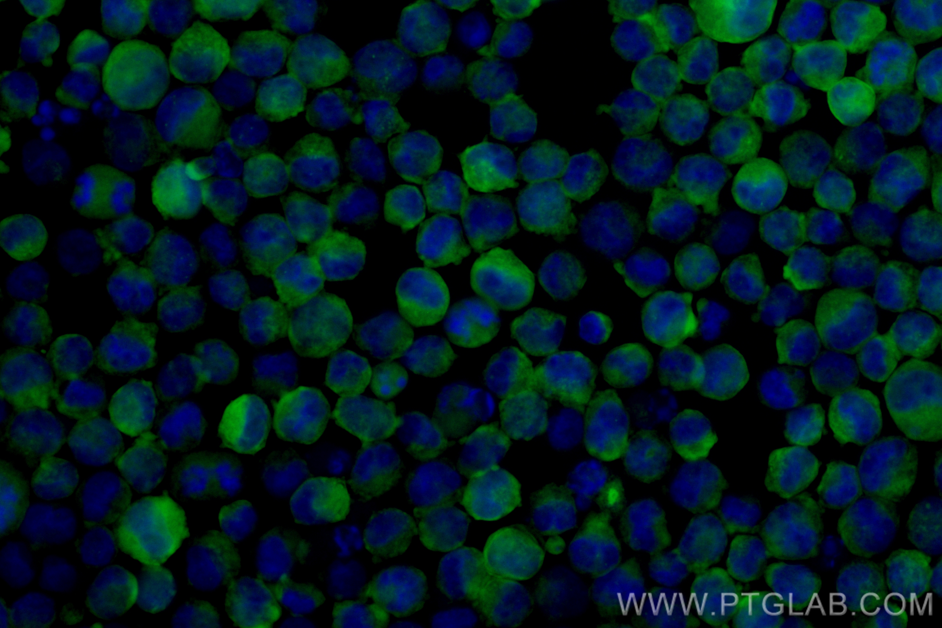 Immunofluorescence (IF) / fluorescent staining of K-562 cells using CoraLite® Plus 488-conjugated CD71 Recombinant ant (CL488-81793-2)